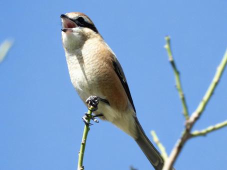 枝の先端につかまり鳴くモズ 枝の先端につかまり鳴くモズの写真