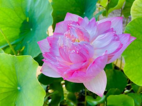 満開の蓮の花 満開の蓮の花の写真