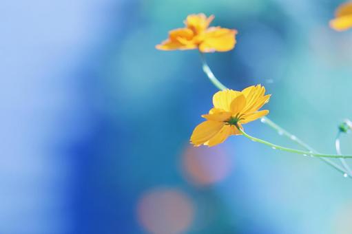 The fantastic and beautiful yellow cosmos, JPG