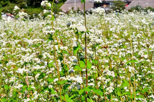 そば畑 そば畑 そばの花,そば,花の写真素材