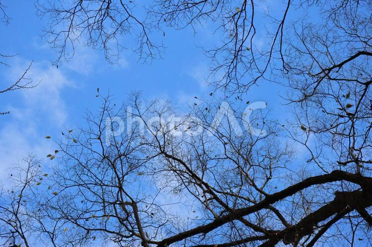 青空と白い雲と冬枯れの枯葉の残る大樹 - No: 34026050｜写真素材なら「写真AC」無料（フリー）ダウンロードOK
