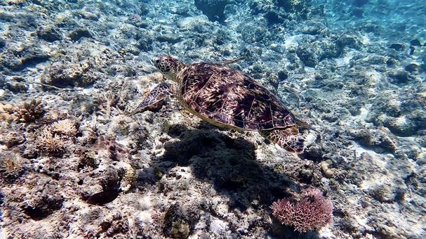 沖縄の珊瑚の海を泳ぐアオウミガメ 沖縄の珊瑚の海を泳ぐアオウミガメ アオウミガメ,ウミガメ,カメの写真素材