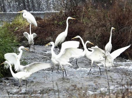 川面で魚を狙うサギの群れ 鳥,野鳥,サギの写真素材