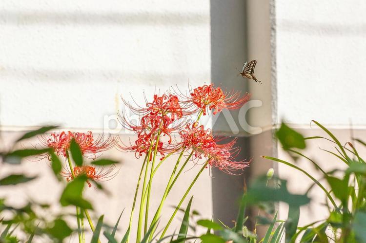鮮やかな赤に舞うアゲハ蝶 彼岸花,花,秋の写真素材