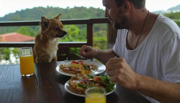 ランチ中の飼い主におねだりするチワワ ランチ中の飼い主におねだりするチワワの写真