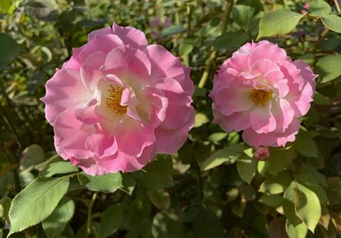 バラ　薔薇　花の写真