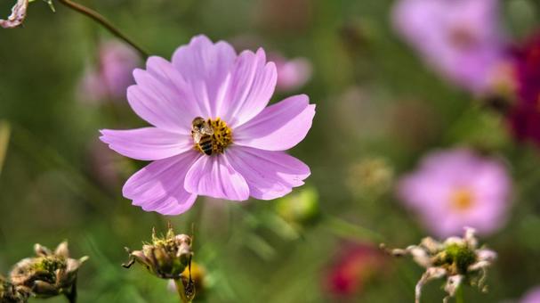コスモスの花粉を集めているはち むし,蜂,ミツバチの写真素材