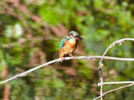 水辺の細枝にとまるカワセミ4 カワセミ,鳥,鳥類の写真素材