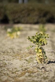 畑に植えられた大根 畑に植えられた大根の写真