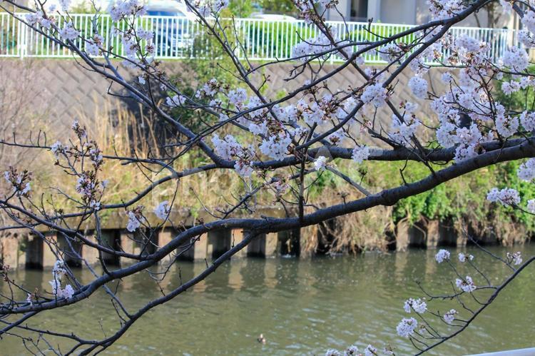 散歩道の川沿いの桜 桜,春,花の写真素材