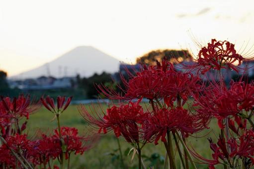 富士山を望む彼岸花と夕暮れ 富士山を望む彼岸花と夕暮れ 神奈川県,寒川町,小出川の写真素材