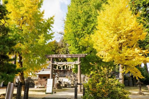 秋の多賀神社⑷ 秋,樹木,イチョウの写真素材