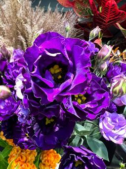 秋の花 秋の花 秋,花,トルコキキョウの写真素材