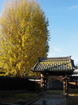 お寺の大銀杏 お寺の大銀杏 大銀杏,イチョウ,紅葉の写真素材