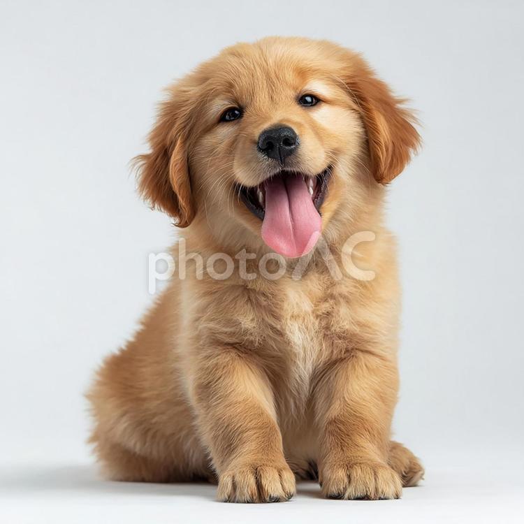 無邪気な表情の子犬のポートレート ゴールデンレトリバー,子犬,犬の写真素材