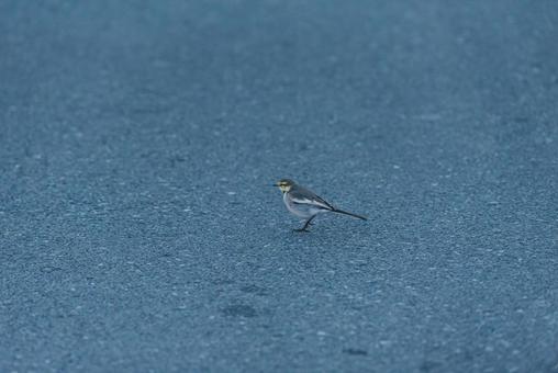 周りを見ながら歩くハクセキレイの若鳥 ハクセキレイ,セキレイ科,若鳥の写真素材