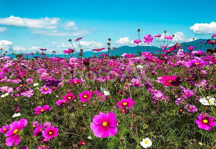 亀岡夢コスモス園のコスモス コスモス,秋桜,こすもすの写真素材