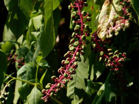 【植物写真】ヨウシュヤマゴボウ 【植物写真】ヨウシュヤマゴボウの写真
