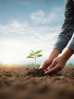 新たな生命を育む:優しく苗木を植える手 新たな生命を育む:優しく苗木を植える手の写真