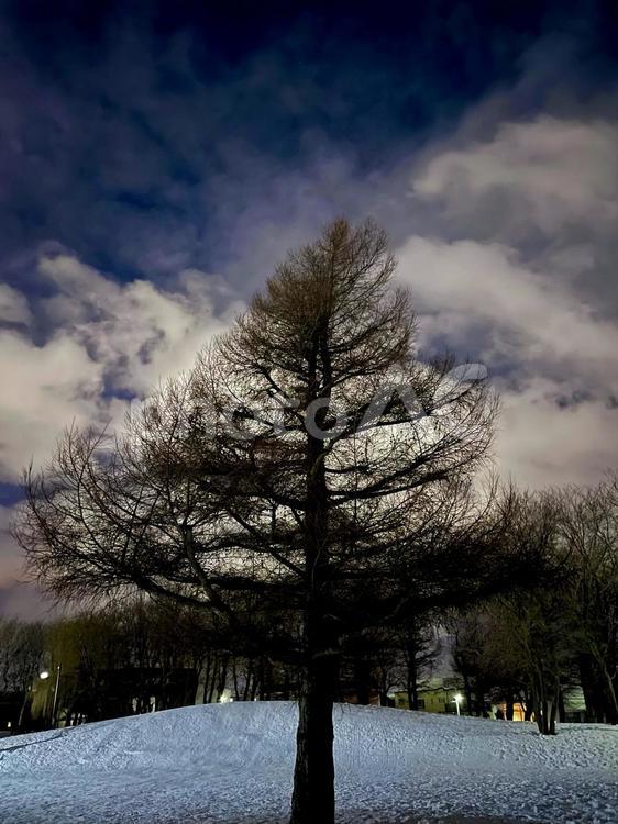 夜の公園散歩 自然,景色,木の写真素材