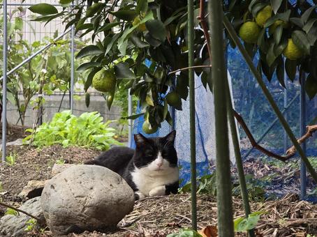 地域猫 猫,ネコ,地域猫の写真素材