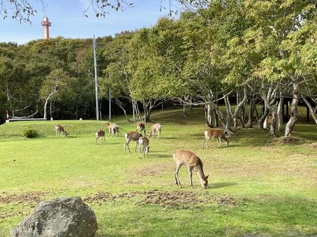 稚内公園の鹿 稚内公園の鹿 稚内,エゾシカ,鹿の写真素材
