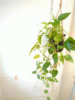 観葉植物 バスルーム 風呂場 ポトス 観葉植物 バスルーム 風呂場 ポトスの写真