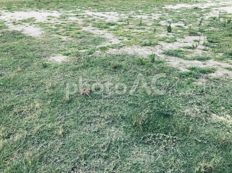 芝生の風景 芝生,風景,綺麗の写真素材