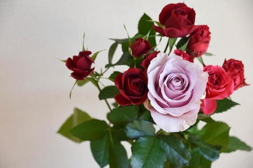 Purple and red roses, JPG Purple and red roses, JPG