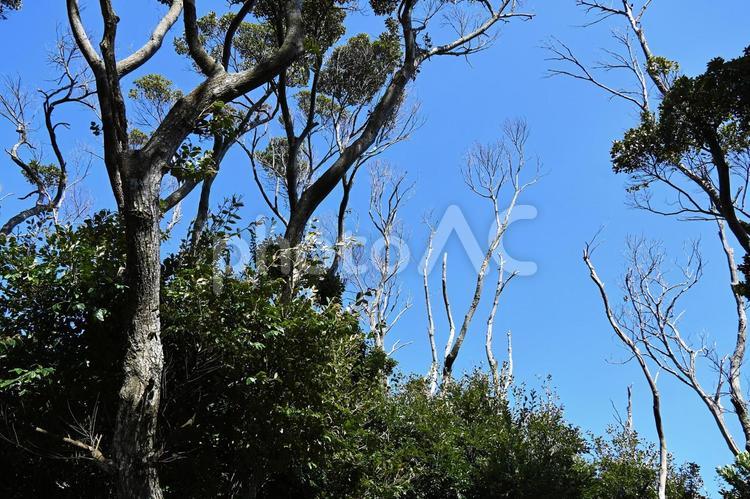 燈明崎　くじらの町　太地町　海岸 燈明崎,くじらの町,太地町の写真素材