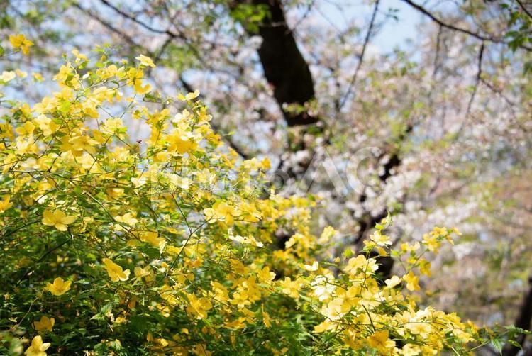 桜の背景に咲き誇る黄色いクサノオウ クサノオウ,黄色い花,春の写真素材