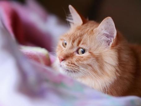 リラックスしてる猫 リラックスしてる猫 猫,茶寅,リラックスの写真素材