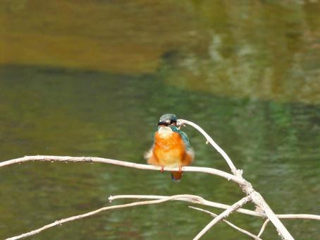 水面上の細枝にとまるカワセミ3 カワセミ,鳥,鳥類の写真素材