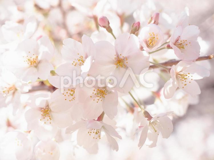 桜の花のある風景 桜,花,開花の写真素材