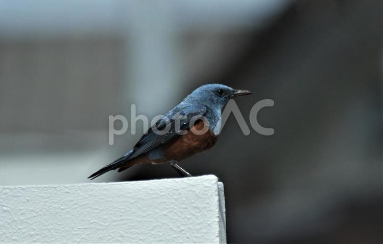 幸せの青い鳥　イソヒヨドリ（オス）① イソヒヨドリ,オス,野鳥の写真素材