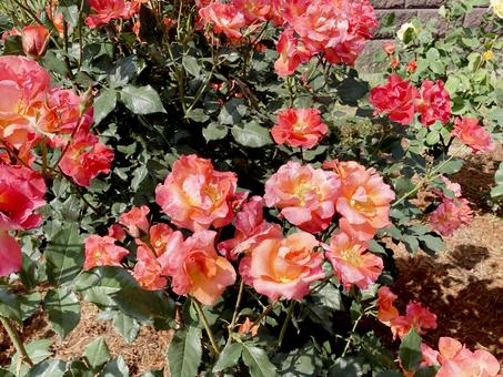 バラ バラ バラ,ローズ,花びらの写真素材