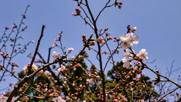 ソメイヨシノの花びらが咲きそうな写真 ソメイヨシノの花びらが咲きそうな写真 桜,ソメイヨシノ,サクラの写真素材