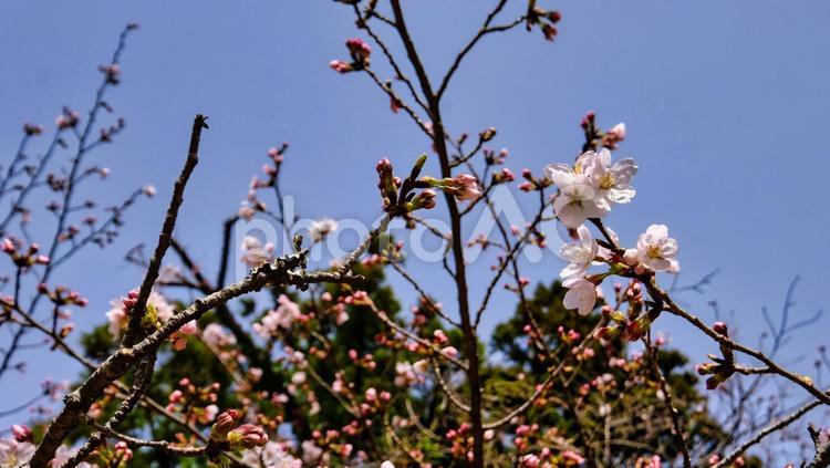 ソメイヨシノの花びらが咲きそうな写真 桜,ソメイヨシノ,サクラの写真素材