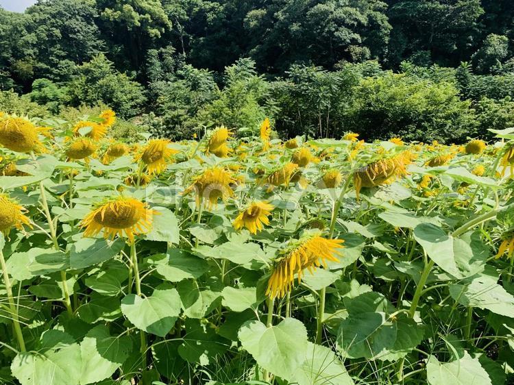 枯れたひまわり ひまわり,向日葵,しょんぼりの写真素材