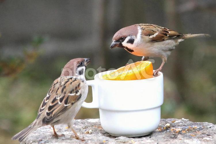 すずめとみかん 野鳥,鳥,小鳥の写真素材