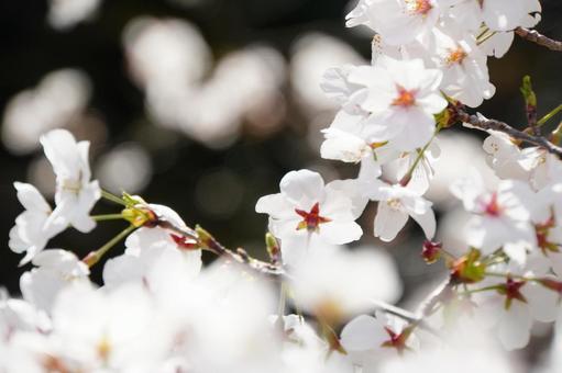 満開の桜を接写 満開の桜を接写の写真