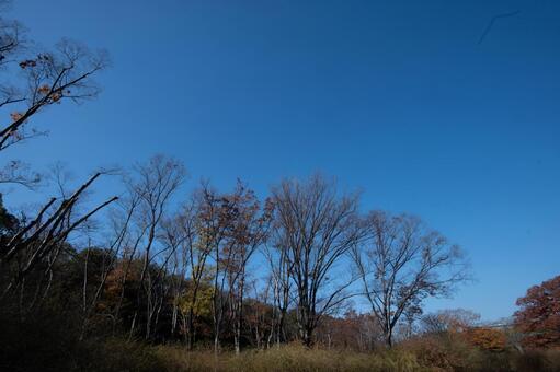 北摂の里山の雑木林 北摂,晴天,晩秋の写真素材