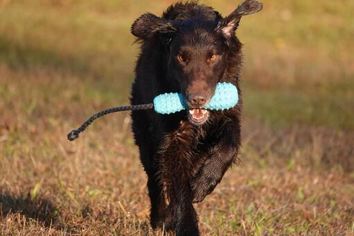持ってきたで～ 犬,大型犬,レトリーバーの写真素材