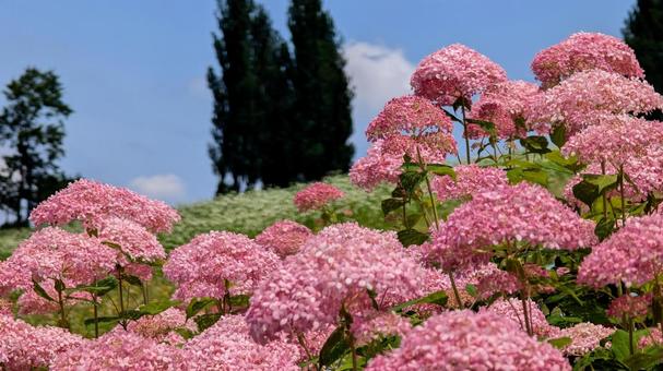 青空とピンク、華やかな紫陽花 青空とピンク、華やかな紫陽花 アジサイ,紫陽花,ピンクの写真素材