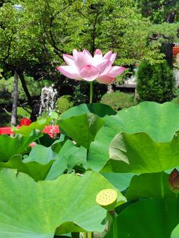 Photo, lotus, a lotus, bald, 