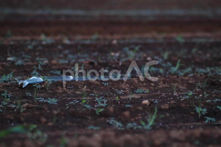 ヘビも酷暑を避けて夕涼み 蛇,ヘビ,野生の写真素材
