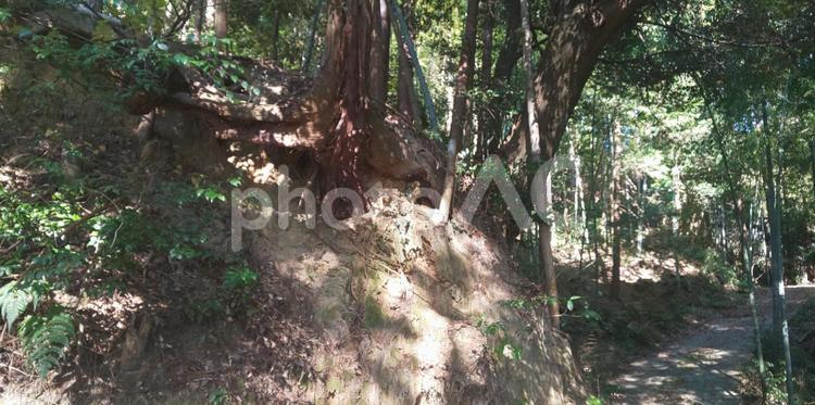 森林　 森林,自然,山の写真素材