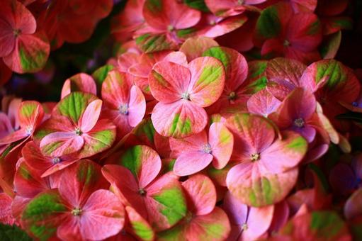 あじさいの写真