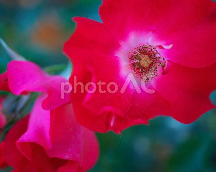 ローズガーデンちっぷべつのお花畑 ローズガーデン,秩父別,丘の写真素材