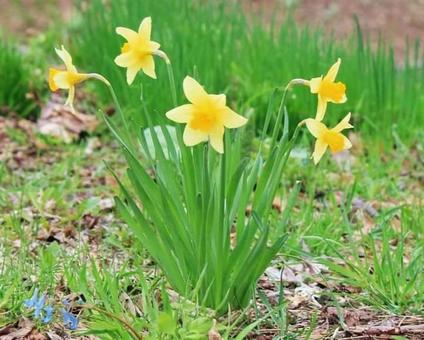 水仙 水仙の写真